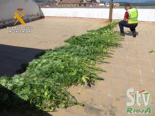 Guardia Civil La Guardia Civil Detiene A Una Persona Por Cultivar